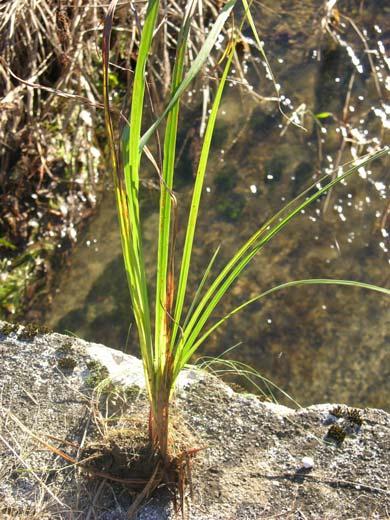 Composizione botanica Genere