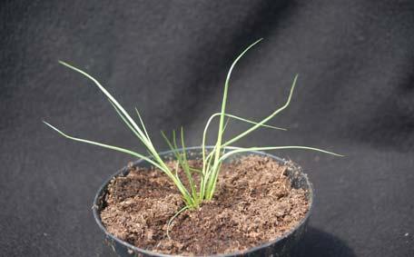 Juncus conglomeratus L.