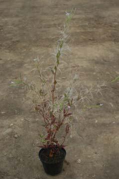 Cerastium holosteoides