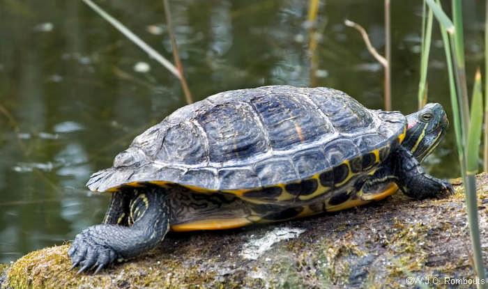 Letargo delle tartarughe acquatiche