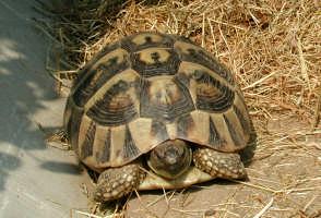 Fase di preparazione al letargo Le tartarughe si preparano al letargo già in settembre Diminuzione costante