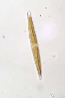 Osservazione di alghe pluricellulari tallofite rosse (Rhodophyta) 1.