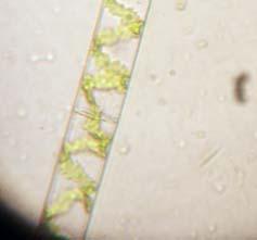 Alghe pluricellulari (rientranti nelle tallofite) e
