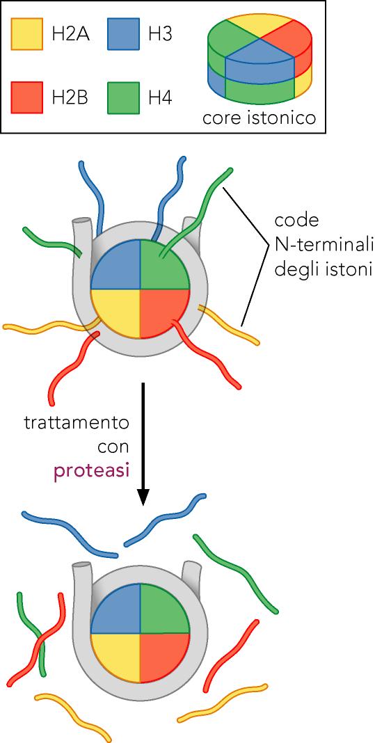 Accessibilità delle code N- terminali degli istoni core alle proteasi Per trattamento con tripsina le code vengono digerite, mentre il core resta intatto, quindi non necessarie per l