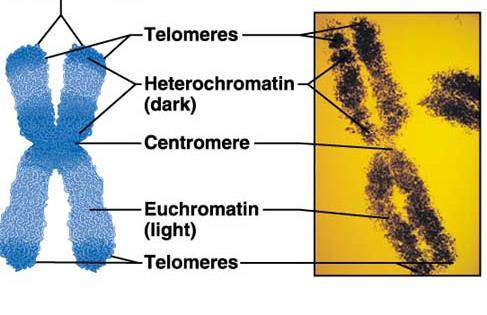 Cromatina La cromatina è formata da DNA, avvolto su gruppi di istoni (proteine basiche), formando un nucleosoma, e da proteine non-istoniche (proteine neutre o acide); essa è poi ripiegata in vario