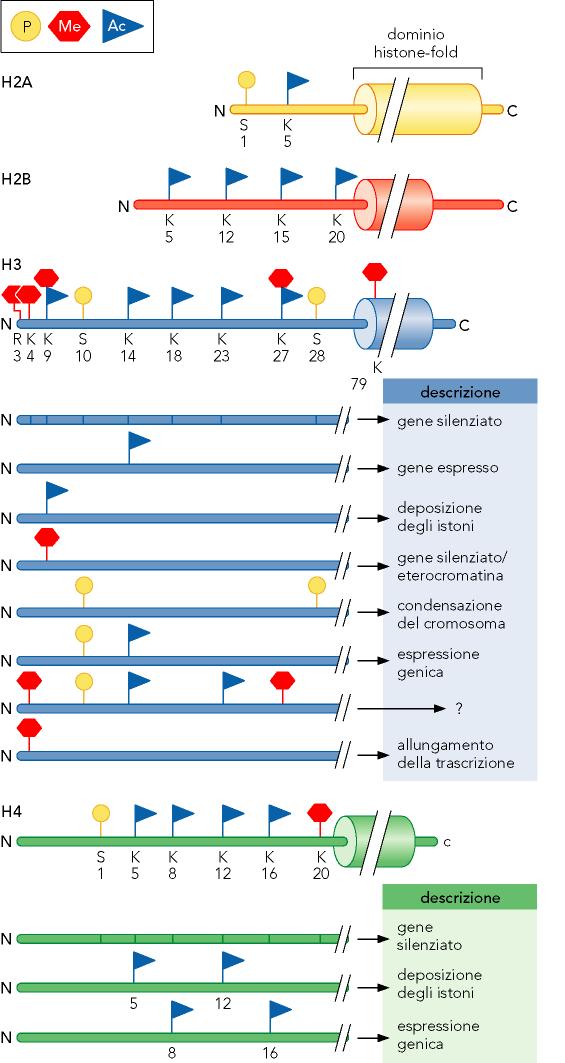 Modificazioni degl istoni alterano la funzione della cromatina Istoni isolati dalle cellule risultano fortemente modificati nella zona N-terminale: acetile o metile su lisina (K), fosfato su serina