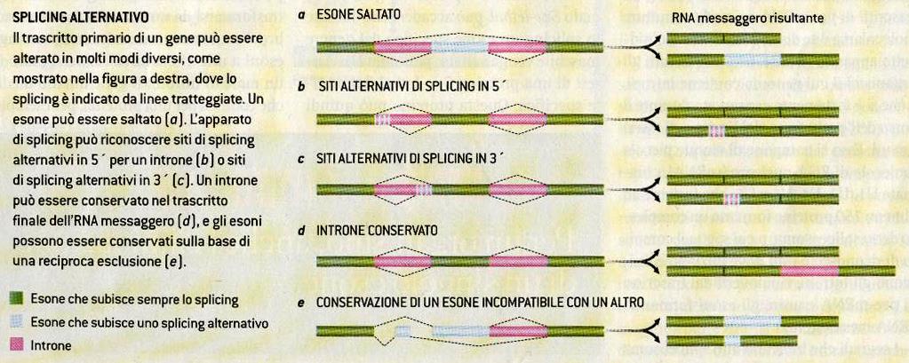 Utilità degli introni Attraverso lo splicing alternativo, nel quale sequenze introniche sono