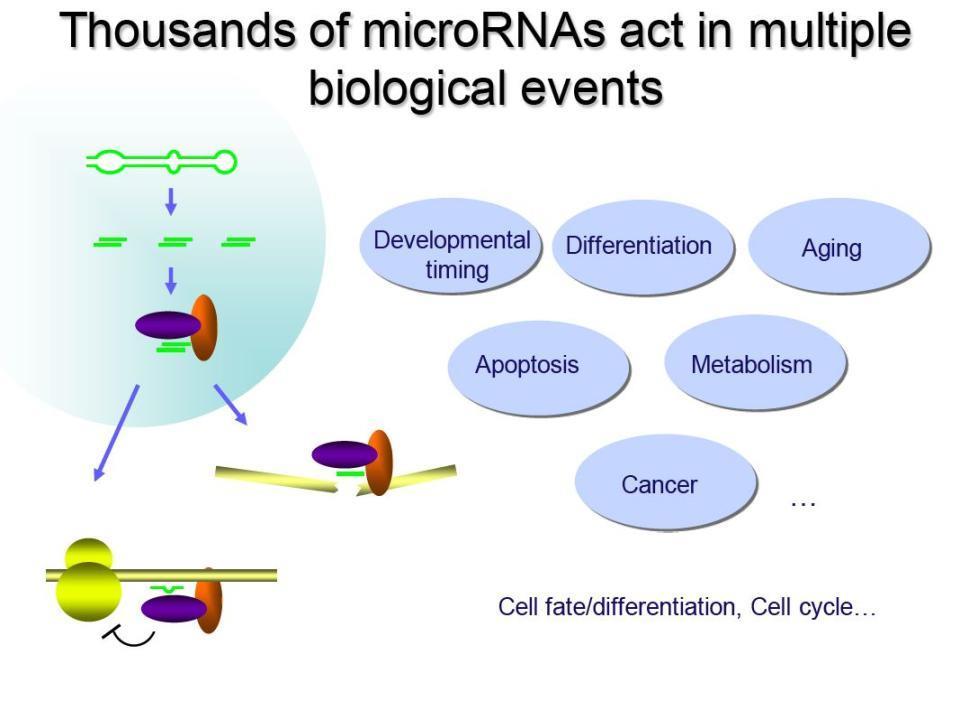 mirnas Affect Everything