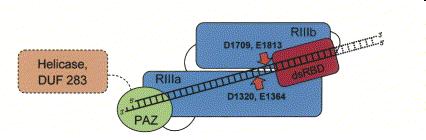 DICER Si ritiene che la distanza tra la regione PAZ ed i domini RNAsi III sia di 65 angstrom, quanto basta per alloggiare circa 25 nucleotidi.