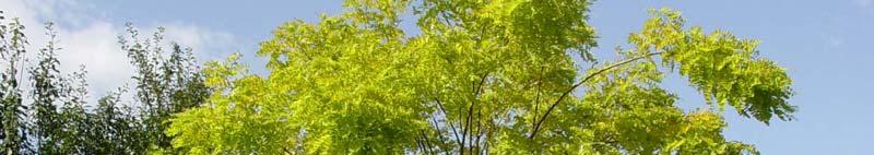 Robinia -