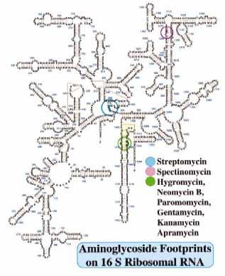 Struttura dell RNA 16S ribosomiale batterico e