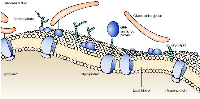 Rappresentazione schematica di una membrana cellulare, con