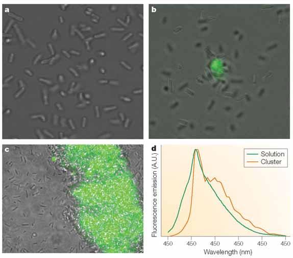 Uso di carboidrati in diagnostica: 2) polimeri fluorescenti funzionalizzati con carboidrati Rivelazione di batteri mediante polimeri fluorescenti: a)