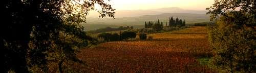 Vini Toscani di Complessa Eleganza L'Azienda vitivinicola della famiglia Máté è situata sulle temperate pendici, rivolte verso il mare, della collina di Montalcino.