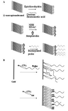 Immobilizzazione delle sonde Le sonde sono immobilizzate su elettrodi d oro A) 11-mercaptoundecanolo e destrano carbossilato per