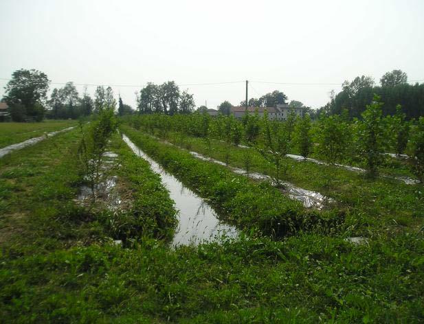 Adriatico. Il nostro Consorzio ha partecipato come protagonista ed in tale ambito ha realizzato due aree di ricarica della falda con la innovativa tecnica A.F.I. (Aree Forestali di Infiltrazione).