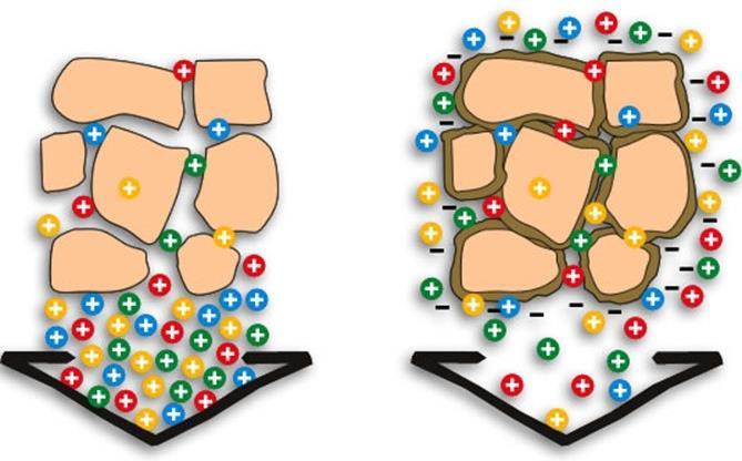 Effetti degli acidi umici nel substrato - Azione complessante sui cationi (elevata CSC) - Maggiore