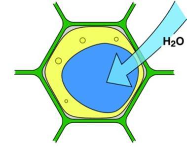 Soluti organici compatibili