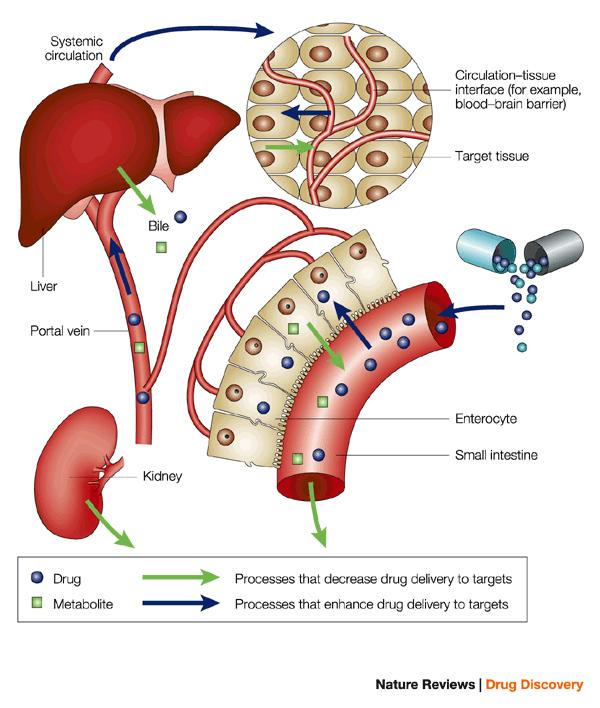 Circolo Sistemico Interfaccia circolotessuti Tessuto bersaglio Fegato Vena porta