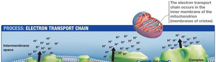 Trasporto di elettroni dal NADH Gli elettroni sono quindi trasferiti al coenzima Q, che trasporta elettroni attraverso la membrana fino al complesso III.