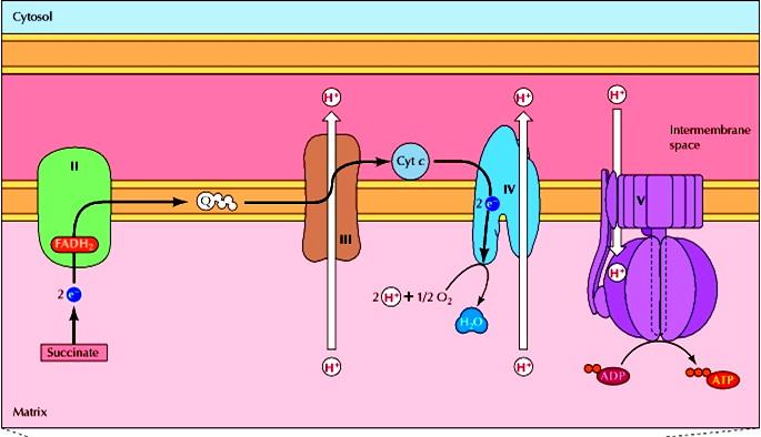 Trasporto di elettroni dal FADH 2 Gli elettroni del succinato entrano nella catena di trasporto degli elettroni mediante il FADH 2 a livello del complesso II.