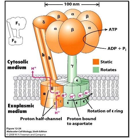 Struttura della ATP Sintasi http://image.slidesharecdn.com/atpsynthase 151218065415/95/atp synthase 7 638.jpg?