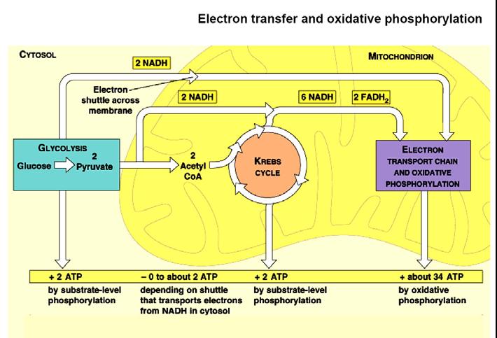 Riassunto dell ossidazione aerobica del piruvato nei mitocondri [4] L ossidazione del piruvato nel ciclo dell acido citrico genera NADH e FADH 2.