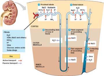 Dato che la molecola di ATP ha una carica negativa in più rispetto all ADP ogni scambio di nucleotidi ha come conseguenza il fatto che una carica negativa sia