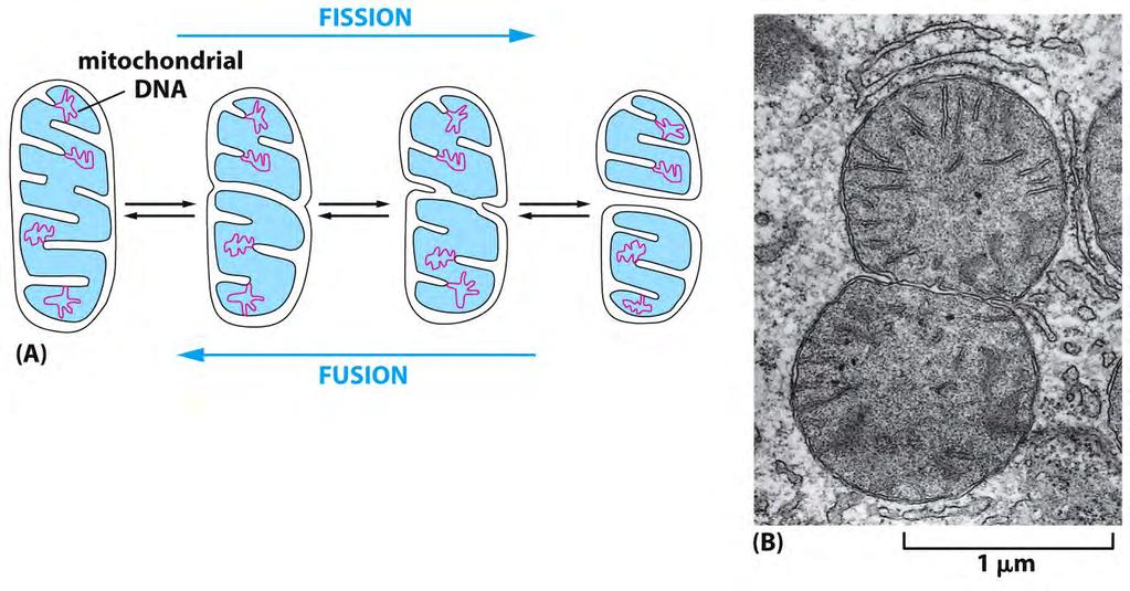 Figure 14-39 Essential Cell