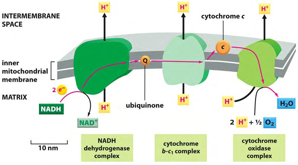 Figure 14-9 Essential Cell