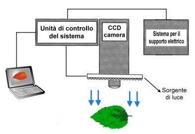 Fluorescenza ed analisi di immagine Le misure sono state effettuate utilizzando il fluorimetro Imaging-PAM (Waltz) interfacciato ad un PC per l elaborazione e la visualizzazione dei dati.