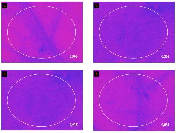 Figura 24: Analisi di immagine del parametro qp (PAR di 460 μmol quanti m -2 s -1 ) su foglie di piante inoculate su fusto: a) controllo 6 giorni; b) inoculato 6