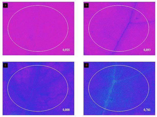 Figura 25: Analisi di immagine del parametro qp (PAR di 460 μmol quanti m -2 s -1 ) su foglie di piante inoculate su fusto:a) controllo 19