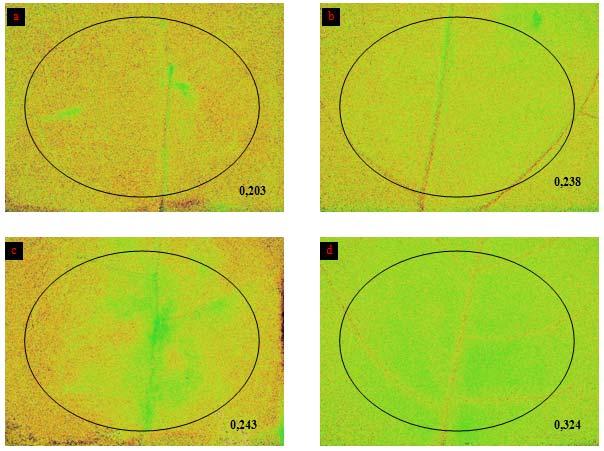 Figura 28: Analisi di immagine del parametro qn (PAR di 460 μmol quanti m -2 s -1 ) su foglie di piante inoculate su fusto:a) controllo 19