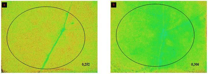 Barra colorimetrica:0= minima fluorescenza;1= massima fluorescenza Figura 29: Analisi di immagine del parametro qn (PAR di 460 μmol quanti m -2 s