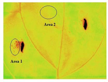 Esperimento 2 Piante inoculate su foglia: analisi dei parametri fotochimici Allo scopo evidenziare l eventuale presenza di una diversa risposta fra zone direttamente colpite dal patogeno e quelle