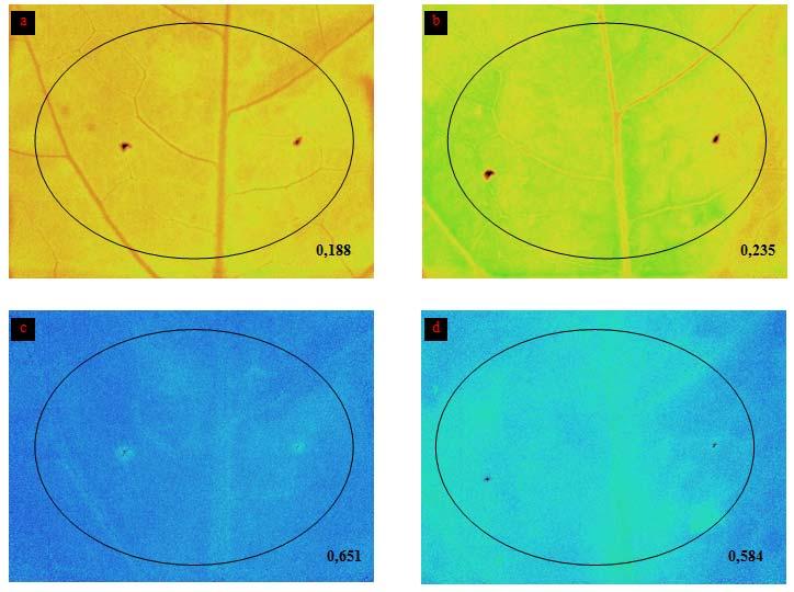 Figura 31: Analisi di immagine del parametro F L e Y(II) (PAR di 460 μmol quanti m -2 s -1 ) di foglie inoculate con acqua sterile (controllo): a)