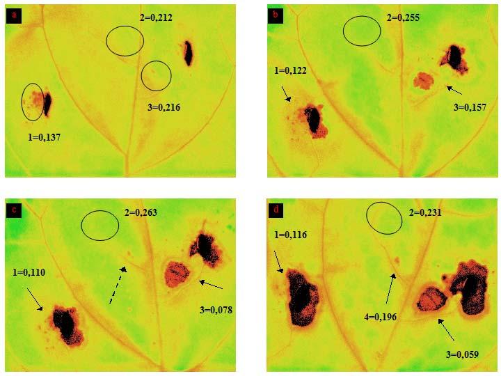 Figura 32: Analisi di immagine del parametro F L (PAR di 460 μmol quanti m -2 s -1 ) su foglie di piante inoculate su