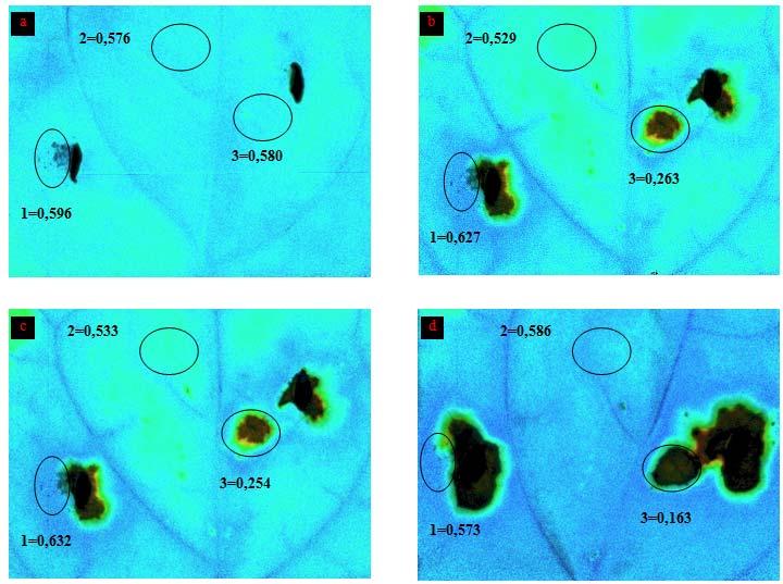 Figura 33: Analisi di immagine del parametro Y(II) (PAR di 460 μmol quanti m -2 s -1 ) su foglie di piante inoculate su