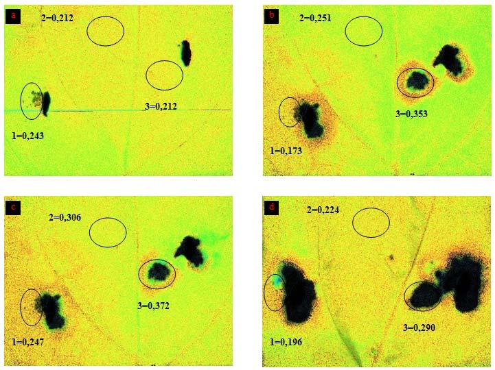 Figura 35: Analisi di immagine del parametro qn (PAR di 460 μmol quanti m -2 s -1 ) su foglie di piante inoculate su foglia:a) 4 giorni; b) 7 giorni; c) 8 giorni; d) 11