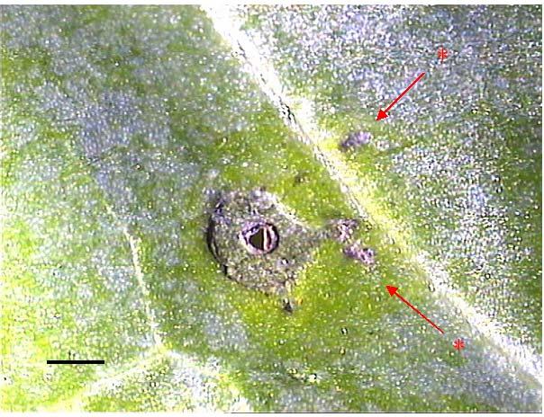 Figura 37: Foto allo stereoscopio dopo 11 giorni dall inoculazione della stessa foglia analizzata in fluorescenza e riportata in figura 50.