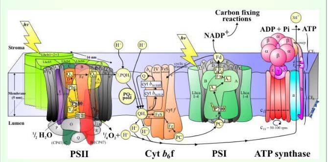 possibile proprio grazie alla peculiare struttura molecolare del fotosistema I (PSI) e del fotosistema II (PSII), complessi attivi disposti in una sequenza tale da svolgere funzioni distinte e