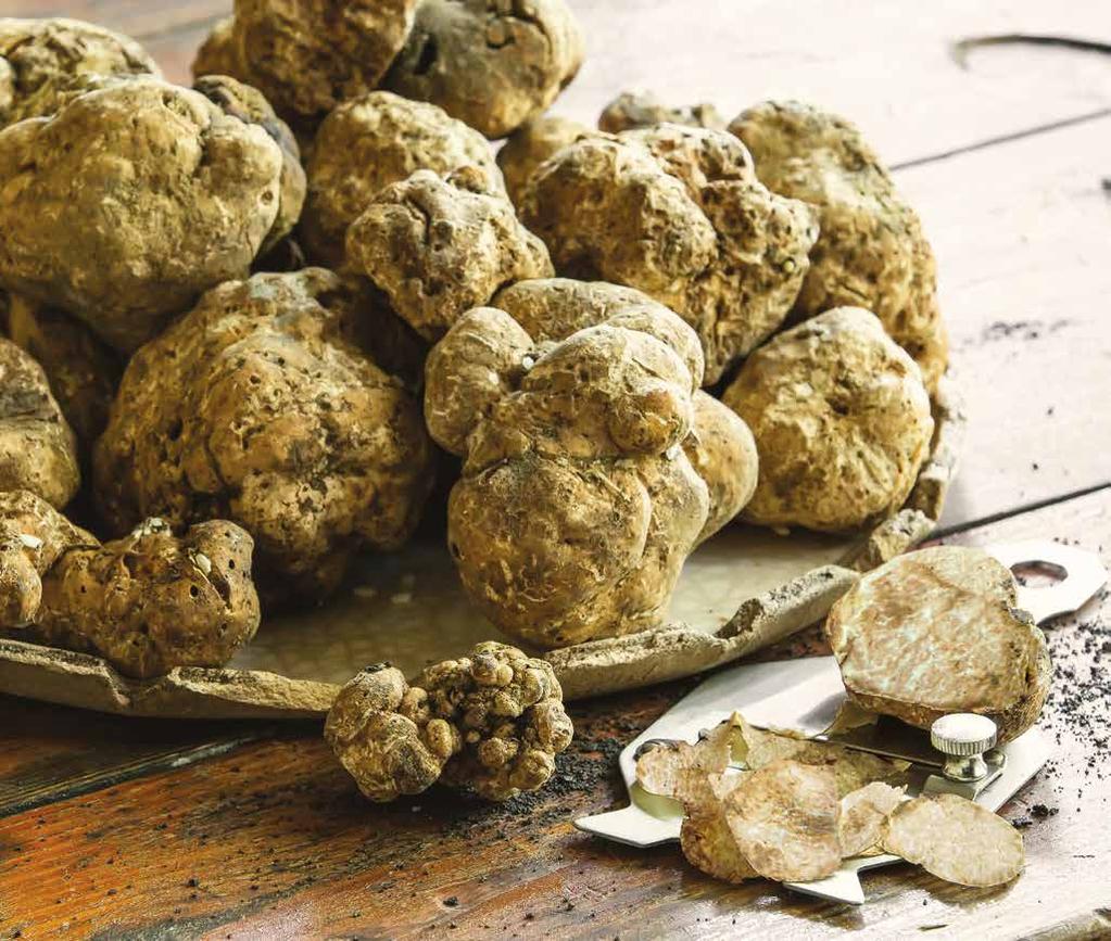 Le Specie di Tartufo / The Species of Truffle IL TARTUFO BIANCO PREGIATO / PRECIOUS WHITE TRUFFLE TUBER MAGNATUM PICO È il Tartufo per eccellenza, il più pregiato e conosciuto in tutto il mondo per