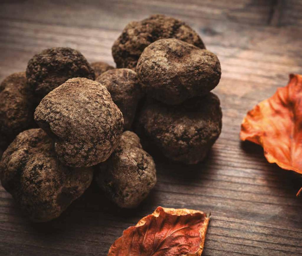 Le Specie di Tartufo / The Species of Truffle IL TARTUFO NERO PREGIATO / PRECIOUS BLACK TRUFFLE TUBER MELANOSPORUM VITT Il più importante tra i Tartufi Neri conosciuto anche come Tartufo Nero di