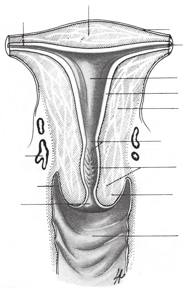 Ginecologia fondo uterino salpinge: tratto interstiziale vasi uterini fornice vaginale orificio uterino esterno Fig. 1.6. Struttura dell utero.