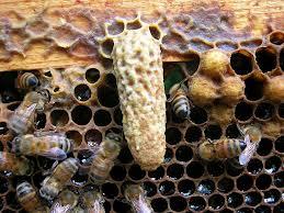 Premesse Gli apicoltori modificano con le loro scelte il patrimonio