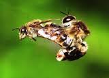Comportamento riproduttivo dell ape Lo scopo naturale è evitare l