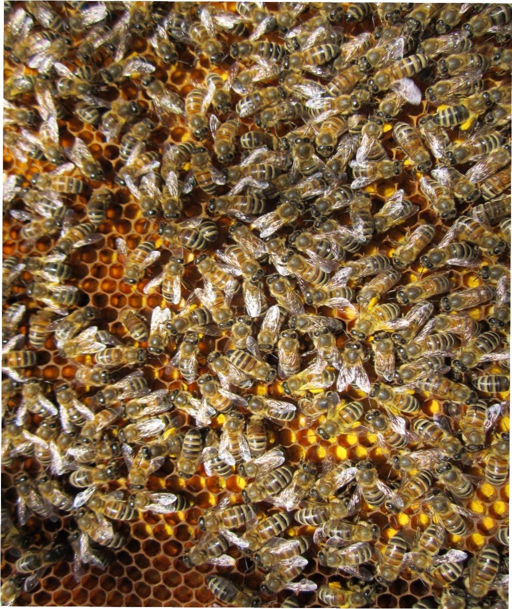 La selezione dell ape regina Ripresa primaverile Cosa si seleziona? è uno dei caratteri che presenta maggiore polimorfismo ampi margini di miglioramento (ma anche di peggioramento!