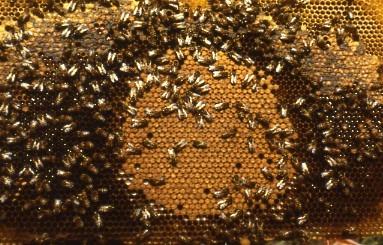 La selezione dell ape regina Cosa si seleziona?