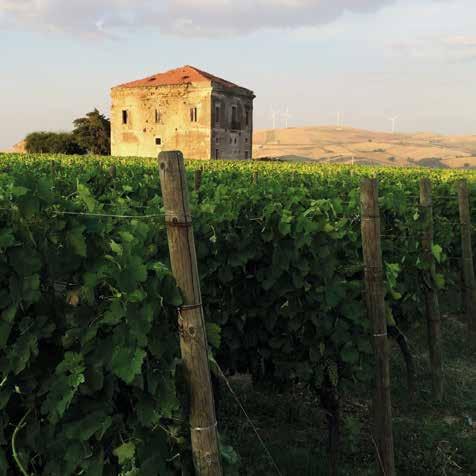 La tenuta si compone di circa 20 ettari vitati dislocati in vari poderi, veri e propri cru vocati da sempre alla produzione di grandi vini.